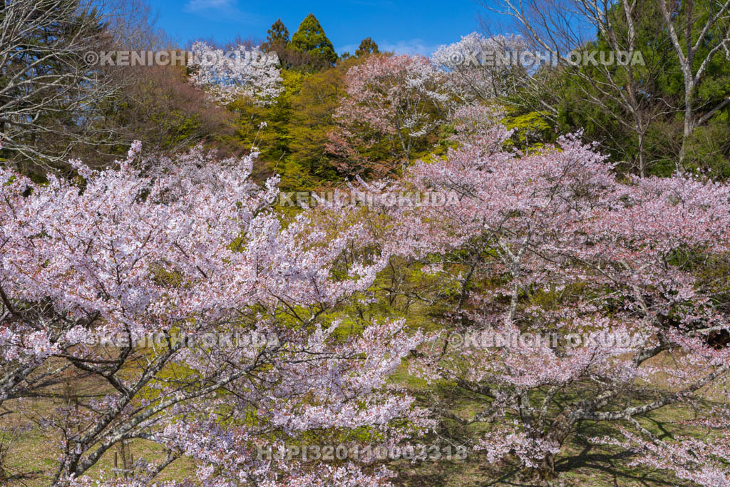 奈良県　高取城跡　桜と二ノ丸