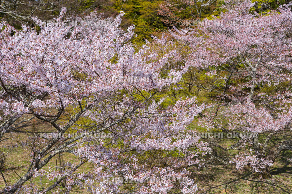 奈良県　高取城跡　桜と二ノ丸