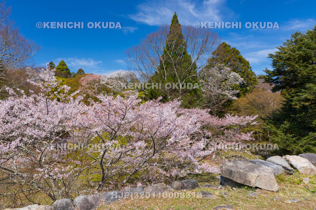 奈良県　高取城跡　桜と二ノ丸
