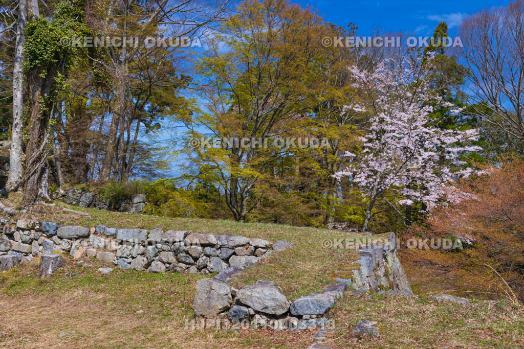奈良県　高取城跡　桜と本丸虎口付近の石垣