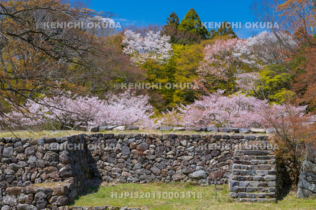 奈良県　高取城跡　桜と新櫓跡