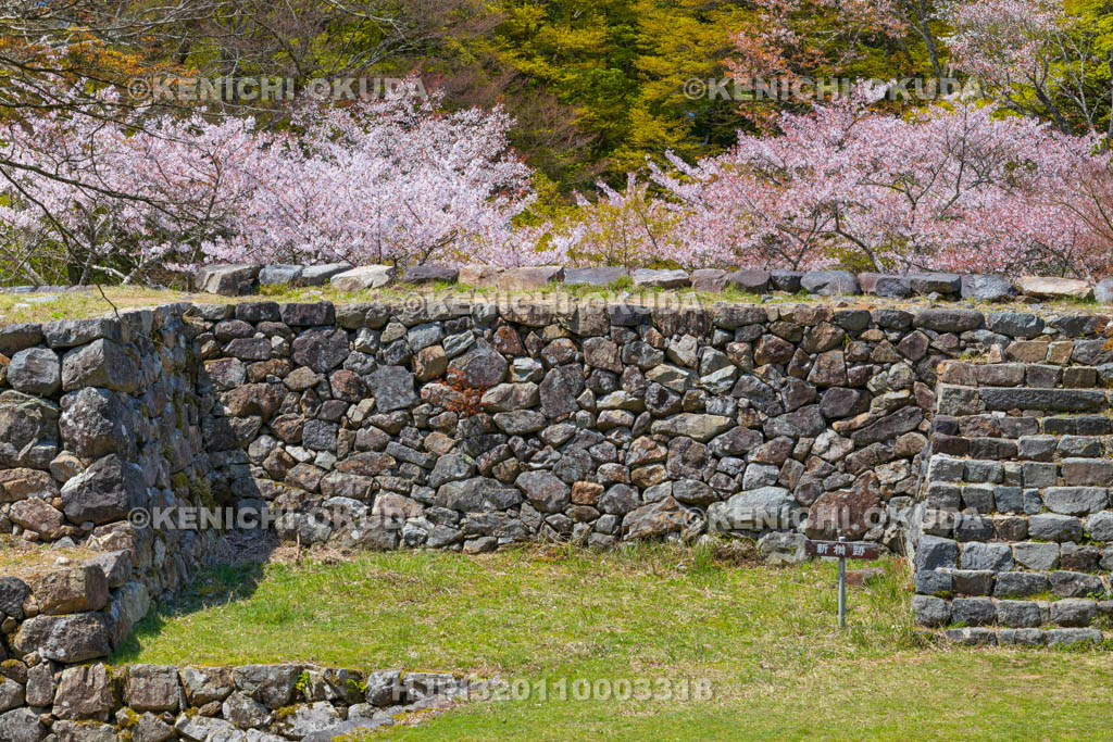 奈良県　高取城跡　桜と新櫓跡