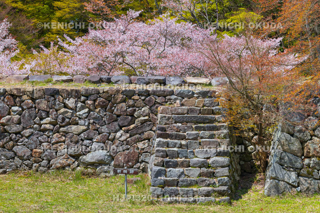 奈良県　高取城跡　桜と新櫓跡