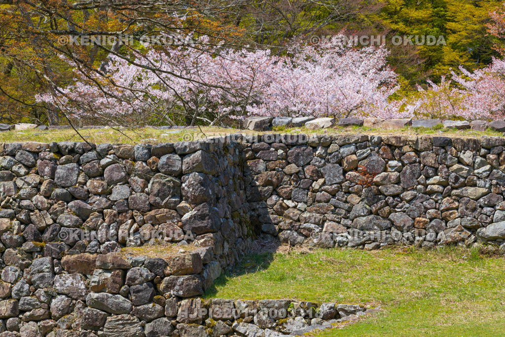 奈良県　高取城跡　桜と新櫓跡