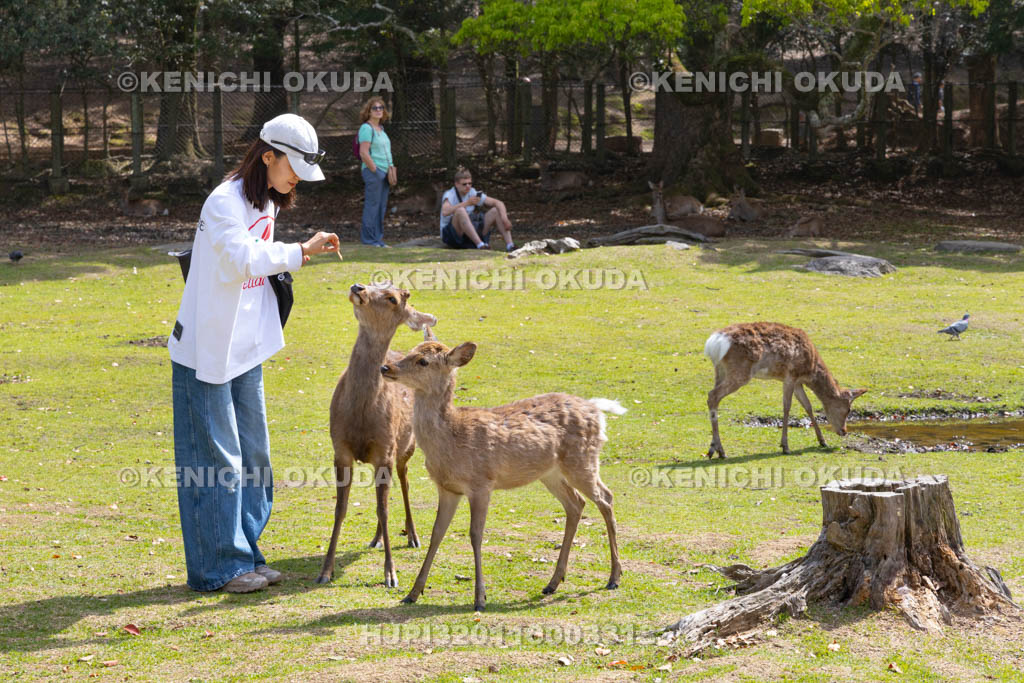 奈良県　鹿と観光客