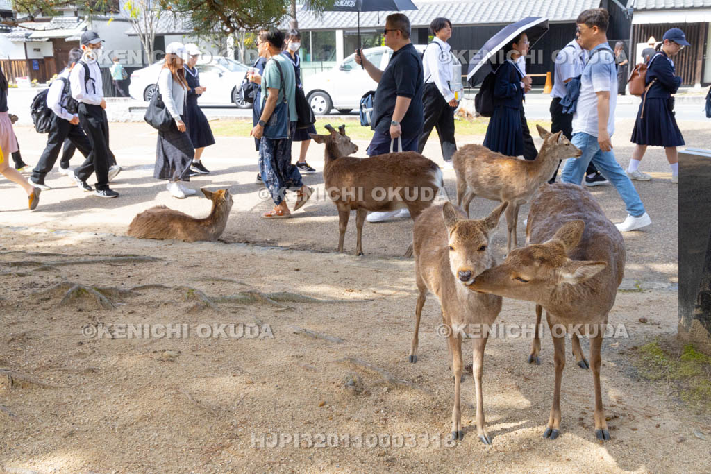 奈良県　鹿と観光客