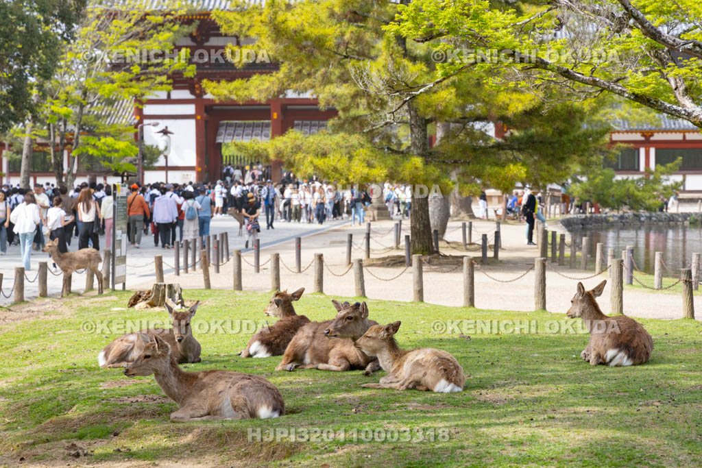 奈良県　鹿と観光客