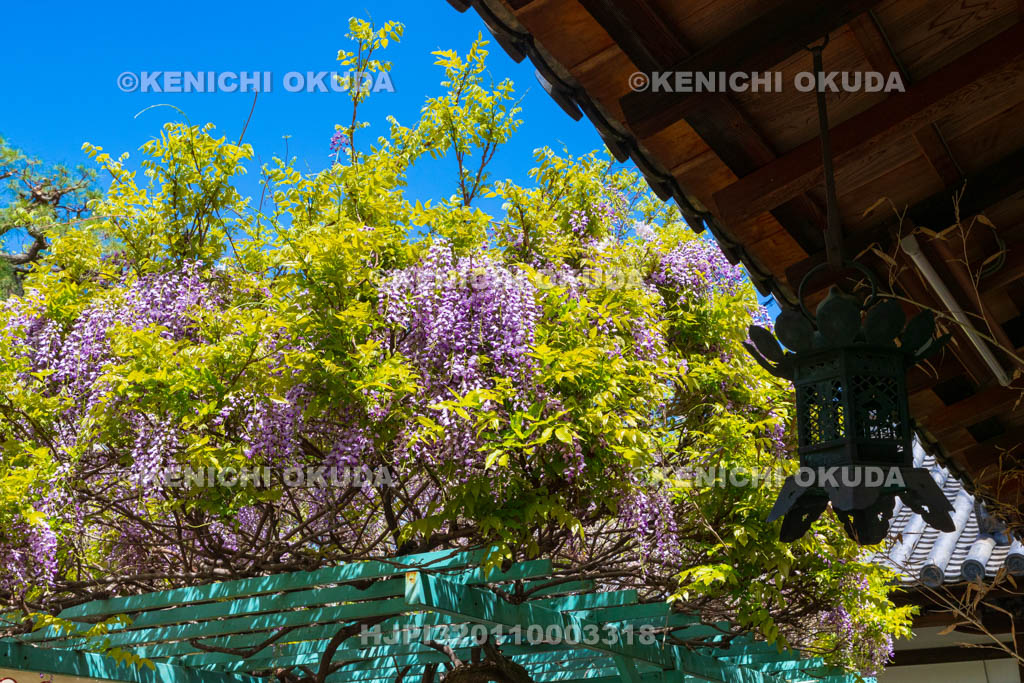奈良県　漢國（かんごう）神社　藤棚