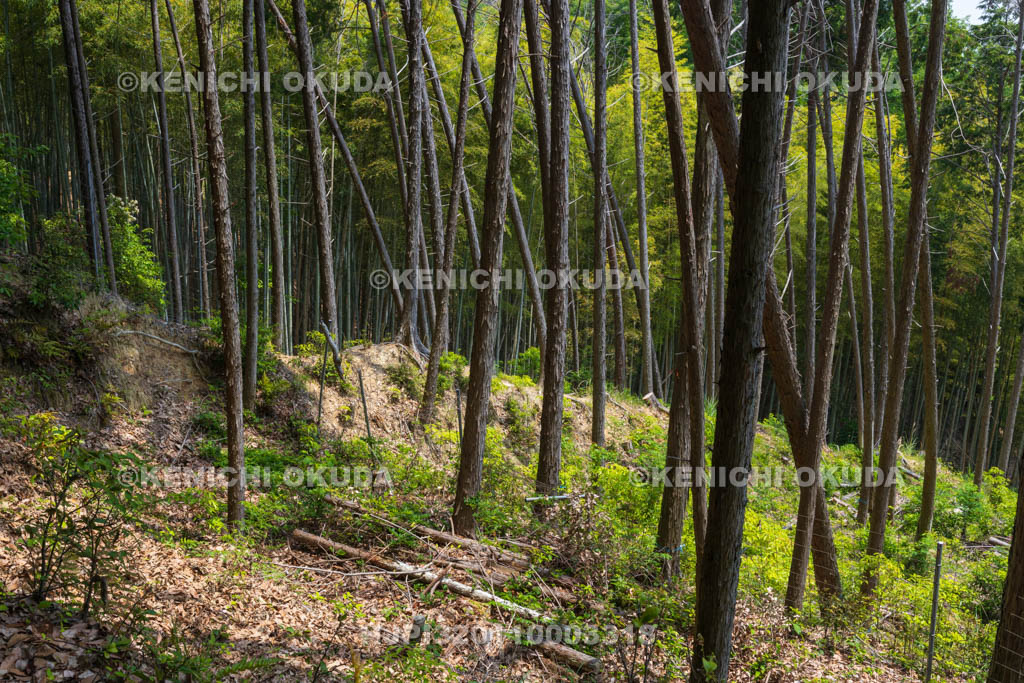 大阪府　芥川山城跡　竪土塁
