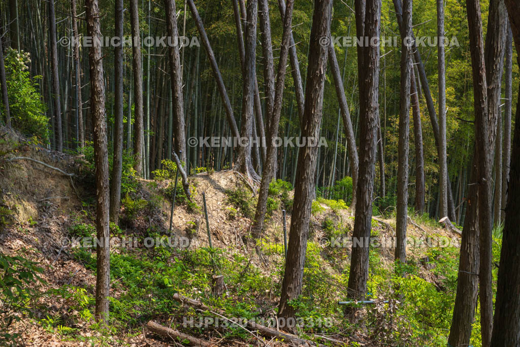 大阪府　芥川山城跡　竪土塁