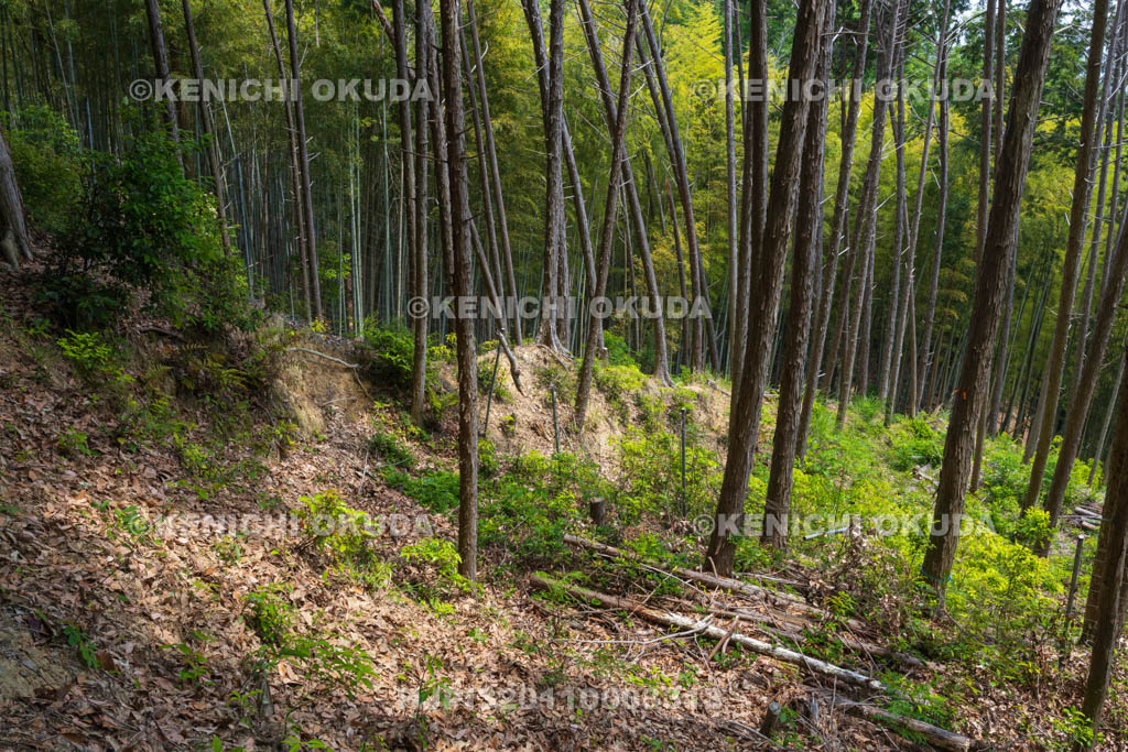 大阪府　芥川山城跡　竪土塁