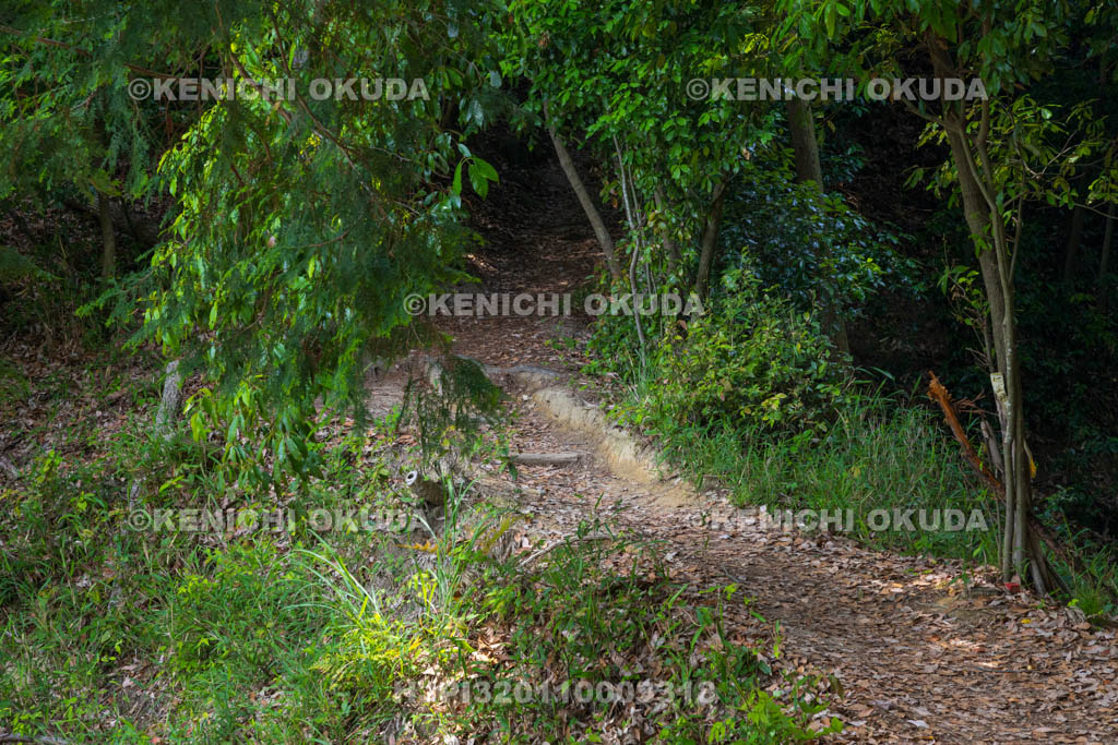 大阪府　芥川山城跡　土橋