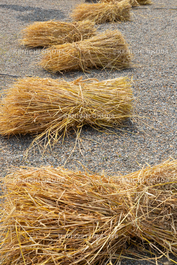 奈良県　今里の蛇巻き　麦わら