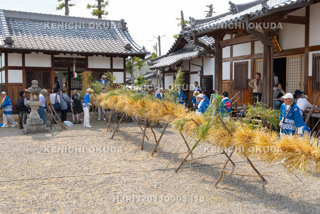 奈良県　今里の蛇巻き　完成した蛇体