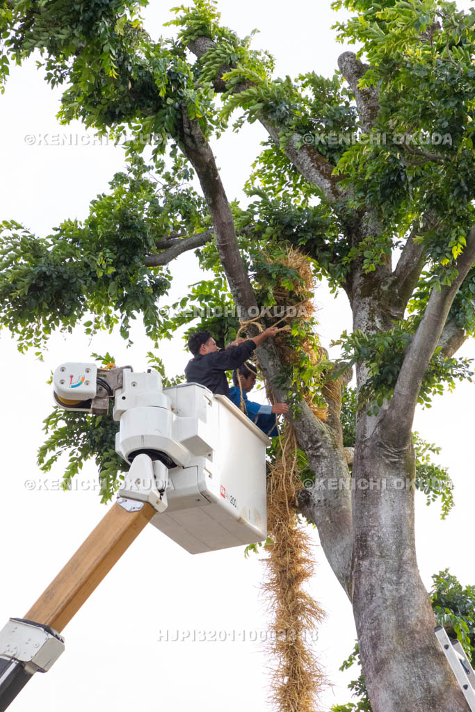 奈良県　今里の蛇巻き　ご神木に巻きつけられる「蛇」