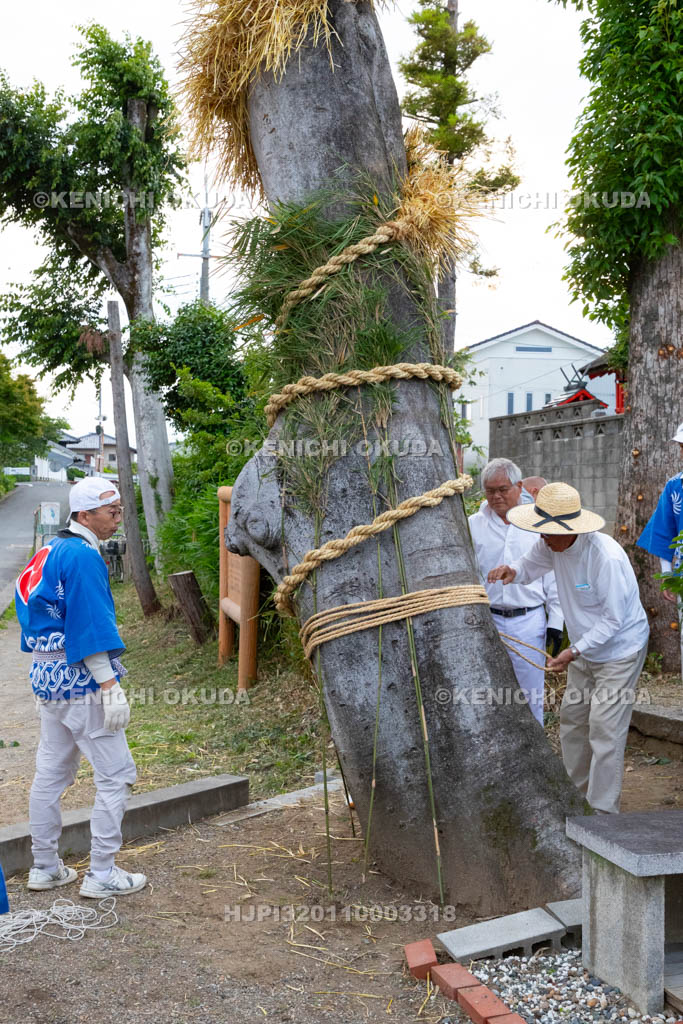 奈良県　今里の蛇巻き　ご神木に巻きつけられる「蛇」