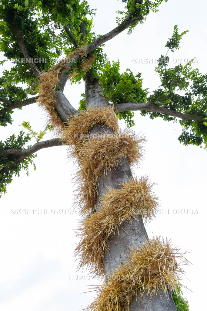 奈良県　今里の蛇巻き　ご神木に巻きつけられた「蛇」