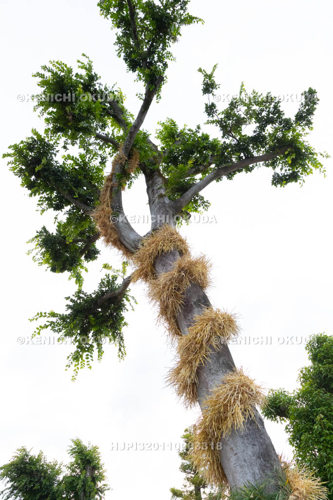 奈良県　今里の蛇巻き　ご神木に巻きつけられた「蛇」