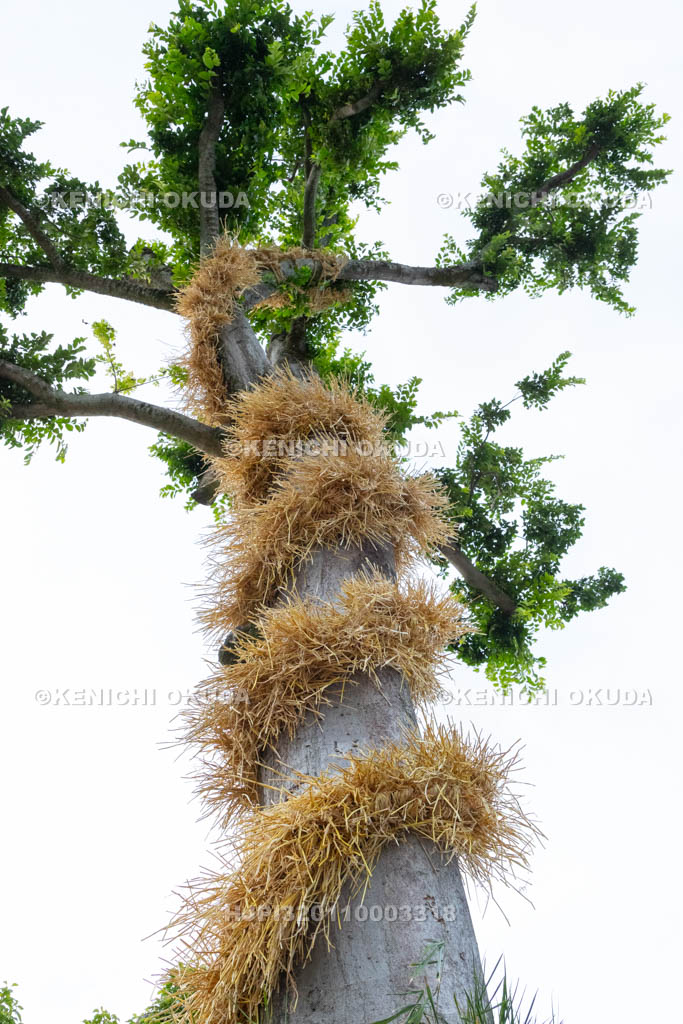 奈良県　今里の蛇巻き　ご神木に巻きつけられた「蛇」