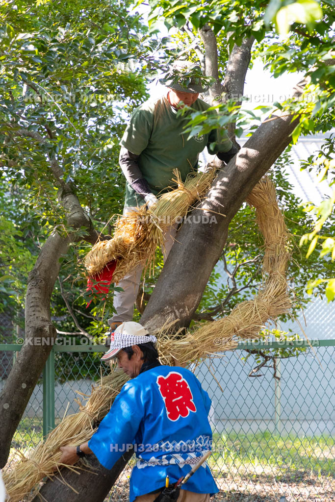 奈良県　上品寺町のシャカシャカ祭　神木（榎）に蛇（ジャ）を巻き付ける