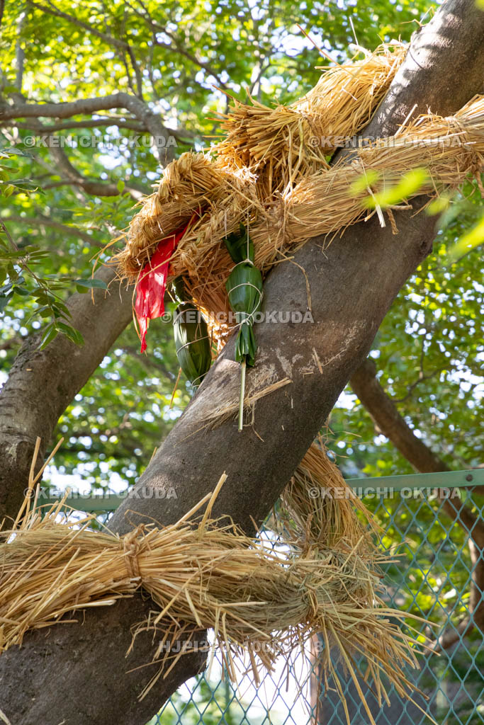 奈良県　上品寺町のシャカシャカ祭　神木（榎）に巻き付けられた蛇（ジャ）