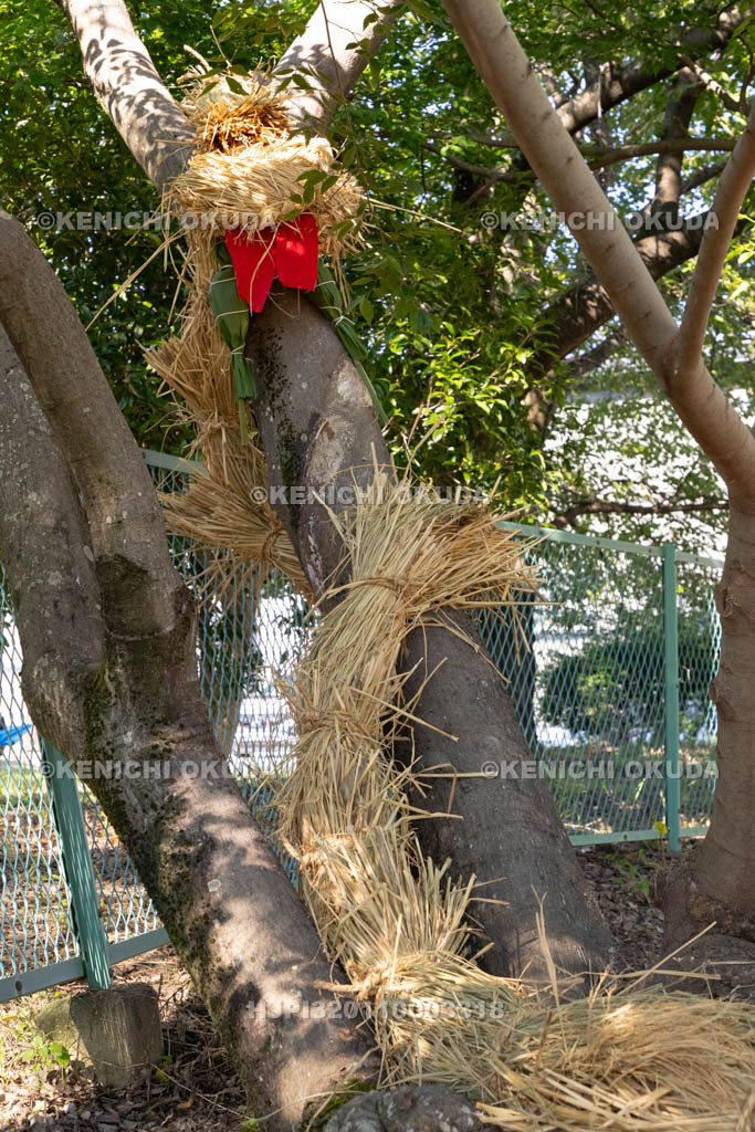 奈良県　上品寺町のシャカシャカ祭　神木（榎）に巻き付けられた蛇（ジャ）