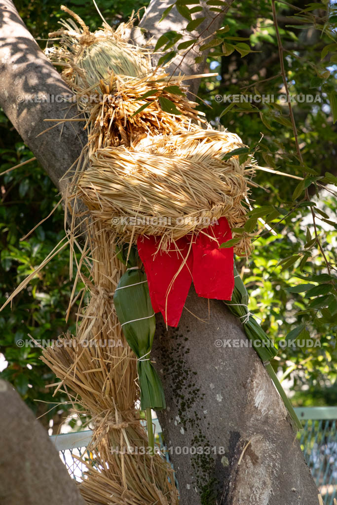 奈良県　上品寺町のシャカシャカ祭　神木（榎）に巻き付けられた蛇（ジャ）
