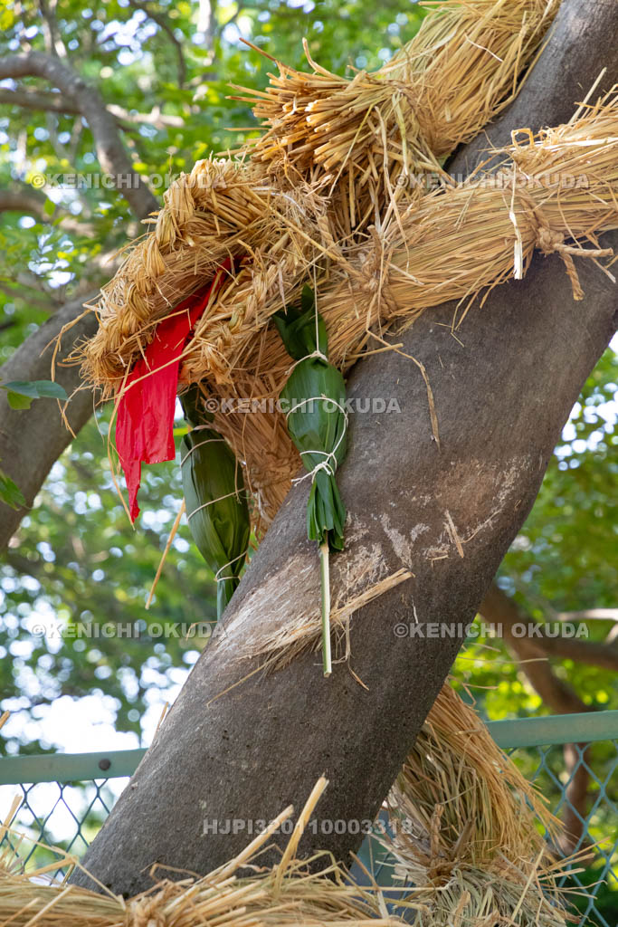 奈良県　上品寺町のシャカシャカ祭　神木（榎）に巻き付けられた蛇（ジャ）