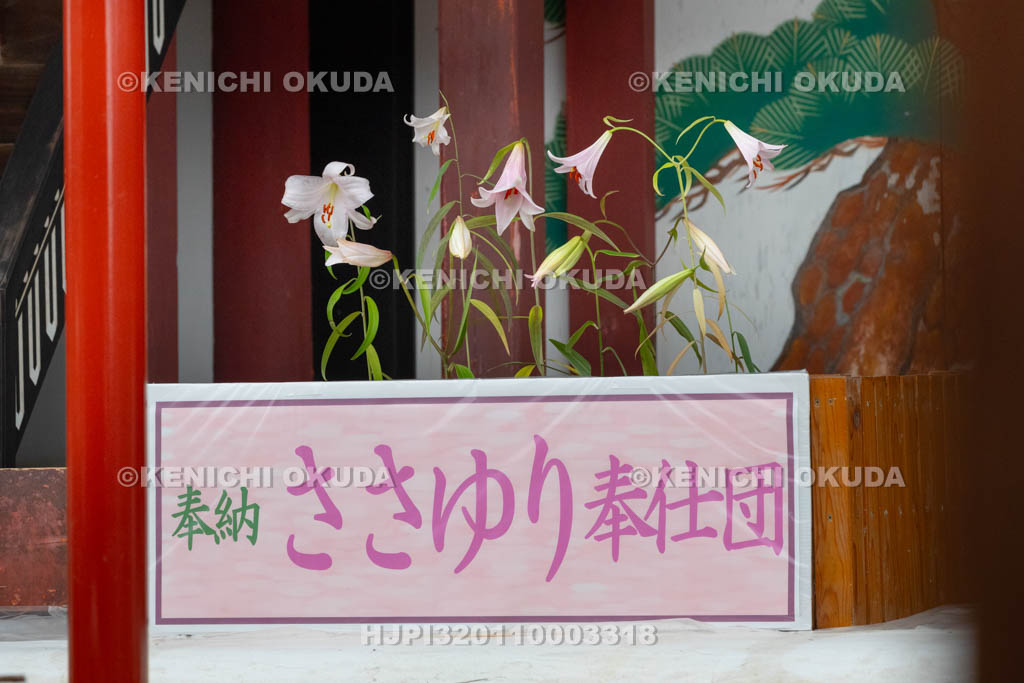 奈良県　率川神社　三枝祭（さいくさのまつり）　ささゆり