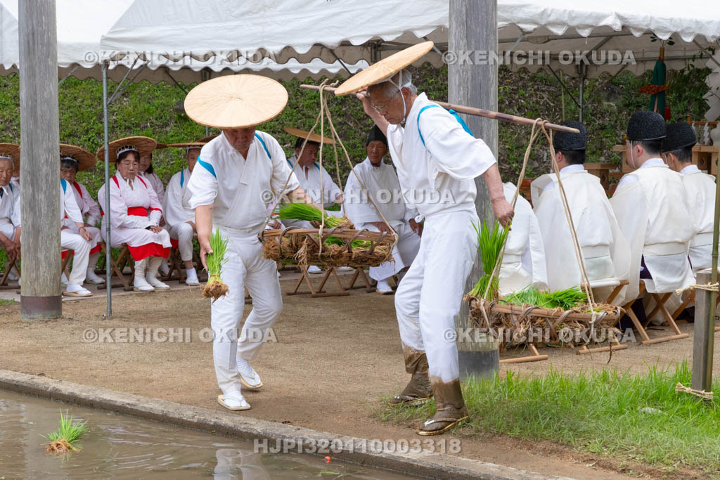 奈良県　大神神社　御田植祭
