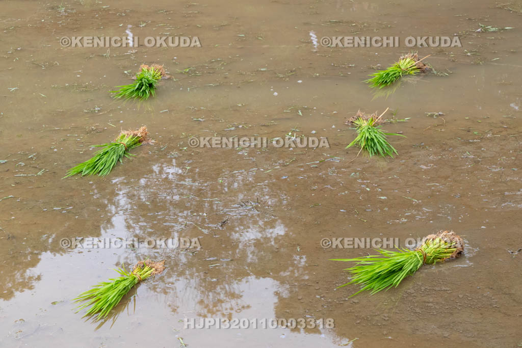 奈良県　大神神社　御田植祭　神饌田の早苗