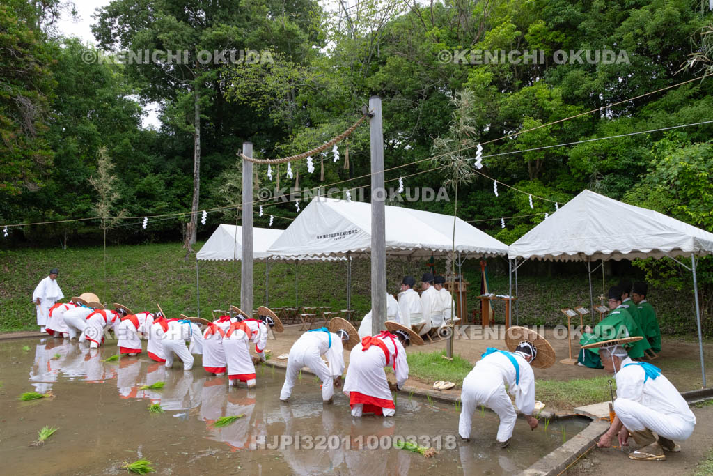 奈良県　大神神社　御田植祭　御田植え