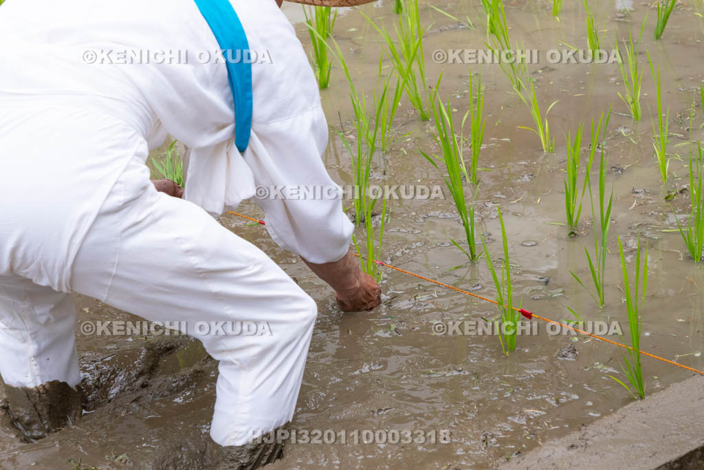 奈良県　大神神社　御田植祭　御田植え