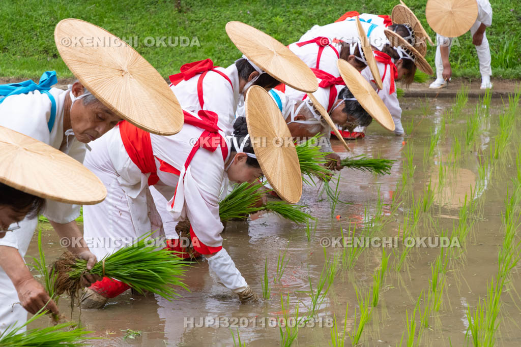 奈良県　大神神社　御田植祭　御田植え