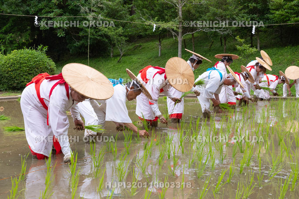 奈良県　大神神社　御田植祭　御田植え