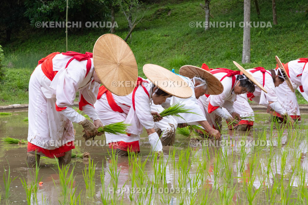 奈良県　大神神社　御田植祭　御田植え