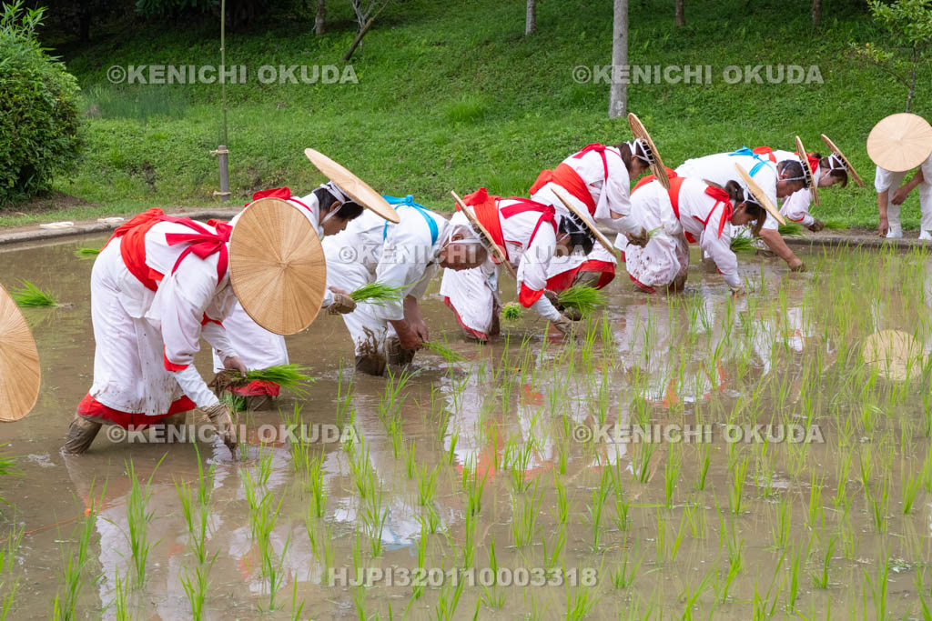 奈良県　大神神社　御田植祭　御田植え