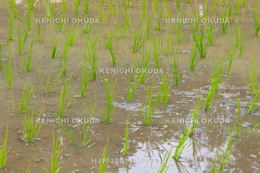 奈良県　大神神社　御田植祭　神饌田