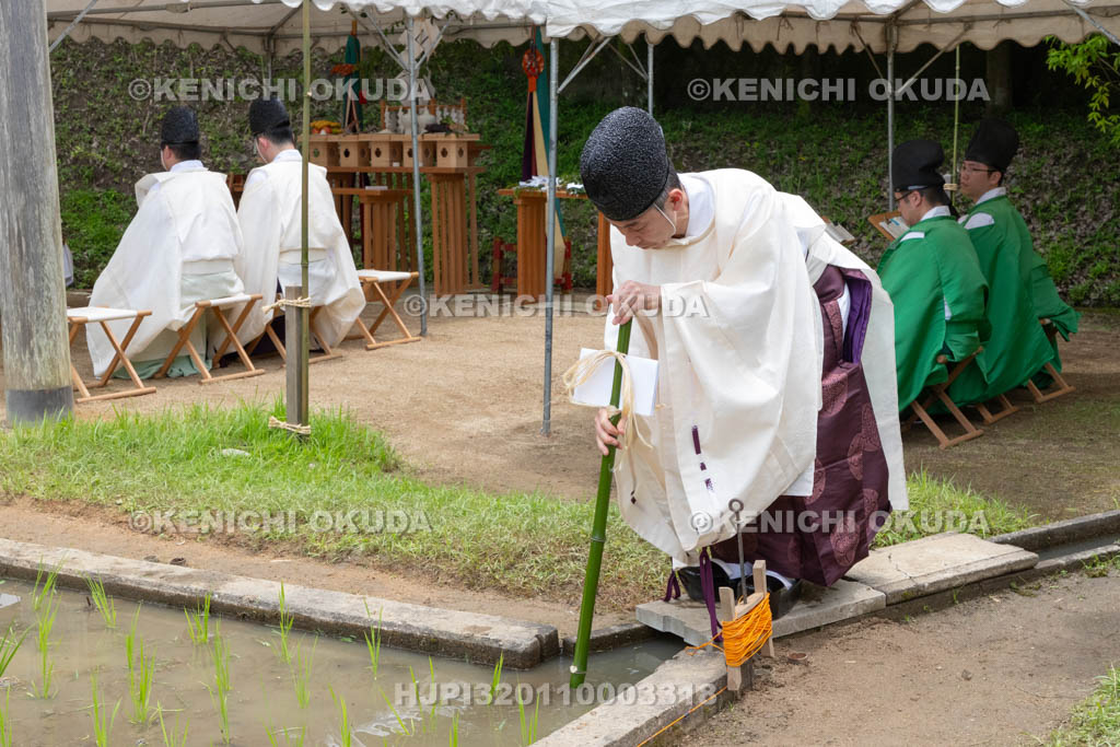 奈良県　大神神社　御田植祭