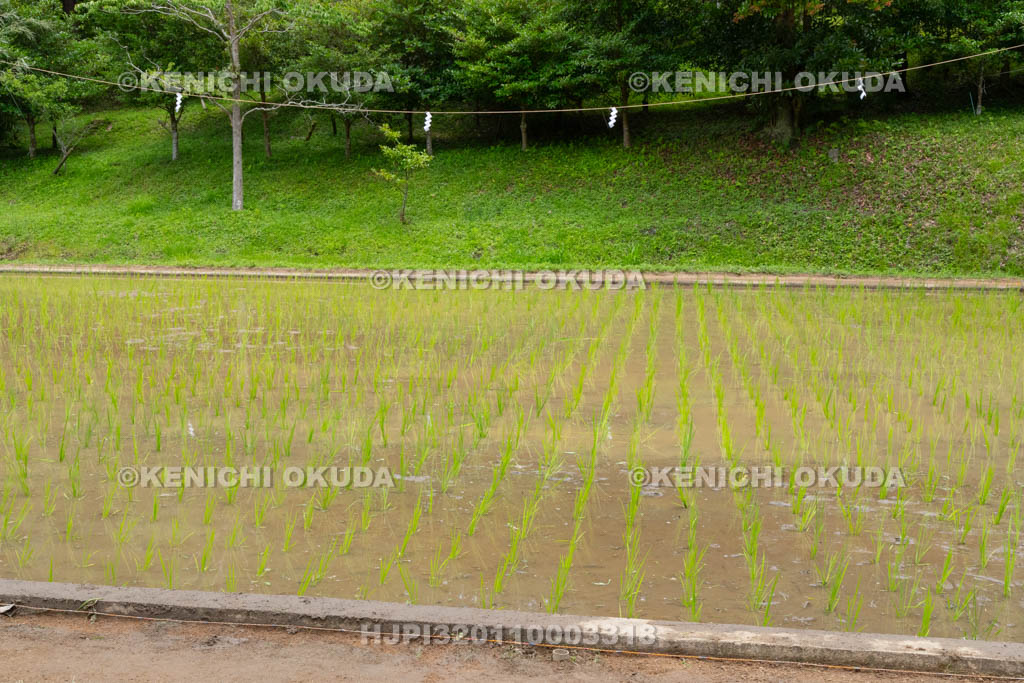 奈良県　大神神社　御田植祭　神饌田