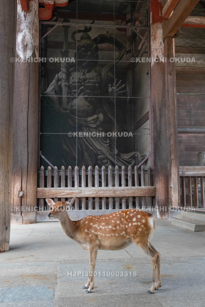 奈良県　東大寺　南大門と鹿