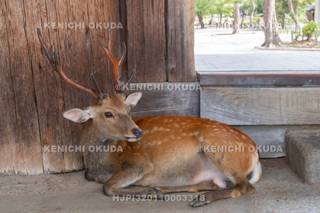 奈良県　東大寺　南大門と鹿
