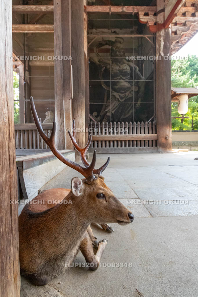 奈良県　東大寺　南大門と鹿