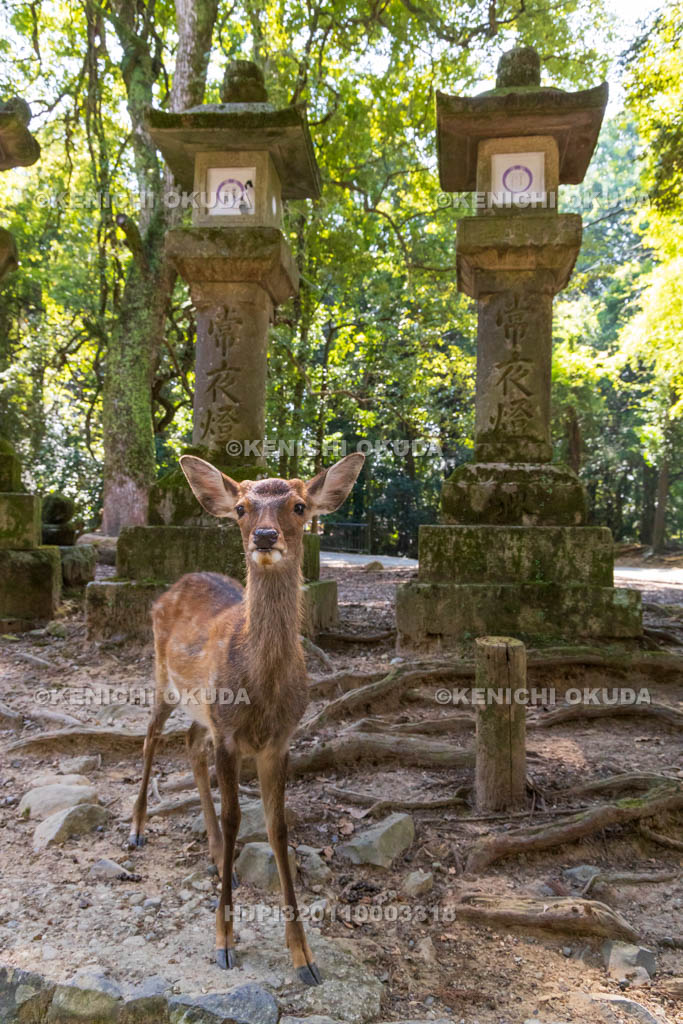 奈良県　春日大社　参道の鹿