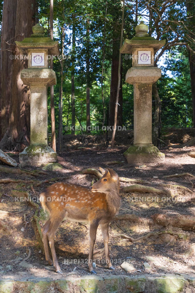 奈良県　春日大社　参道の鹿