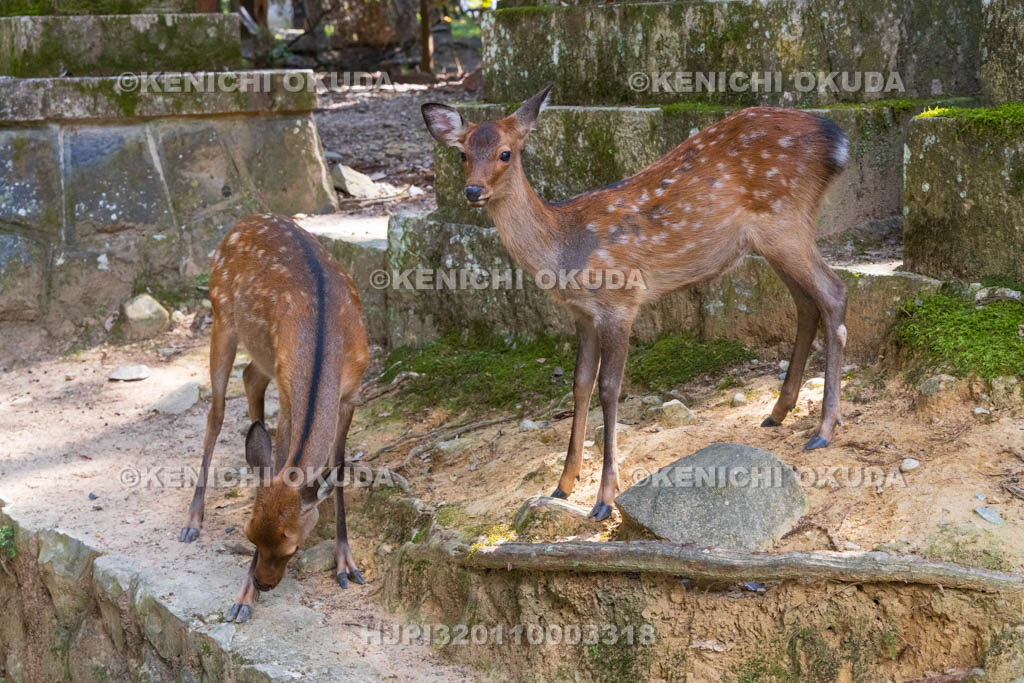 奈良県　春日大社　参道の鹿