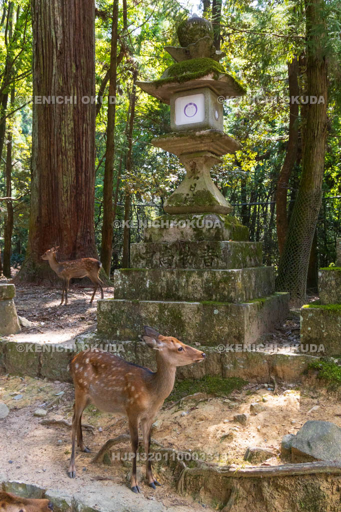 奈良県　春日大社　参道の鹿