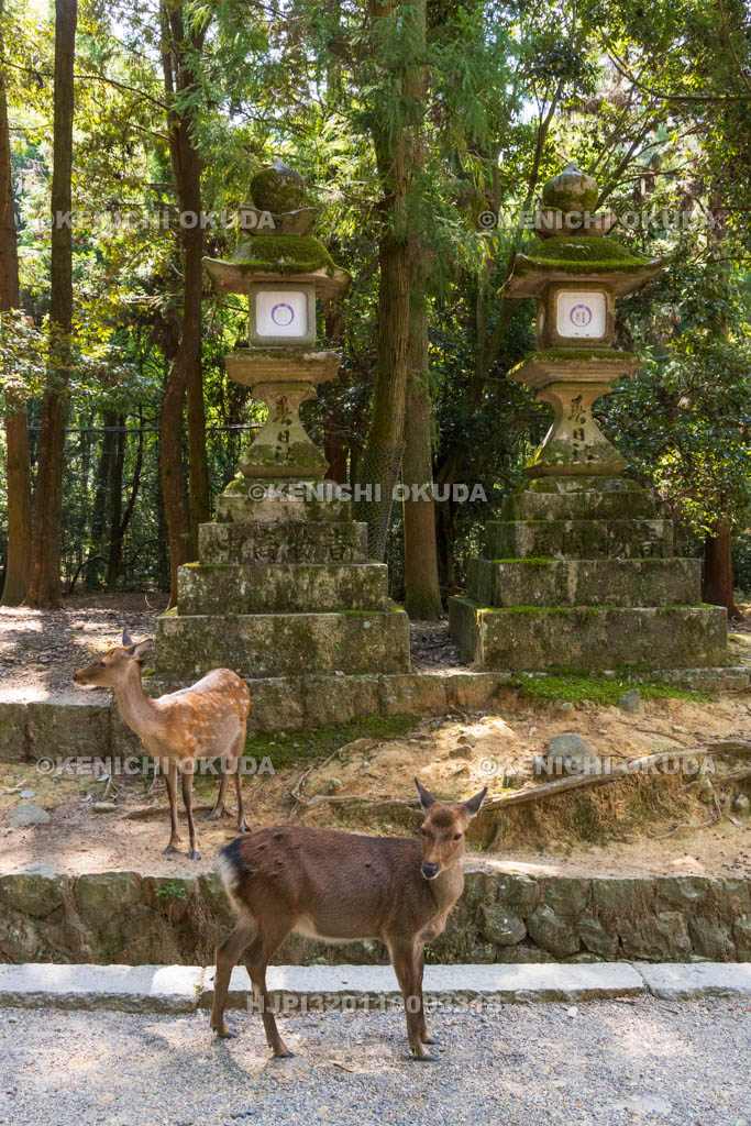 奈良県　春日大社　参道の鹿