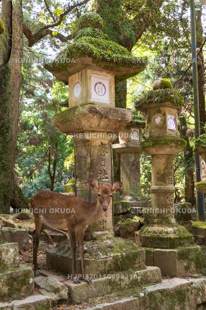 奈良県　春日大社　参道の鹿