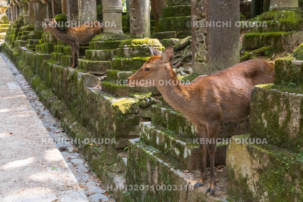 奈良県　春日大社　参道の鹿